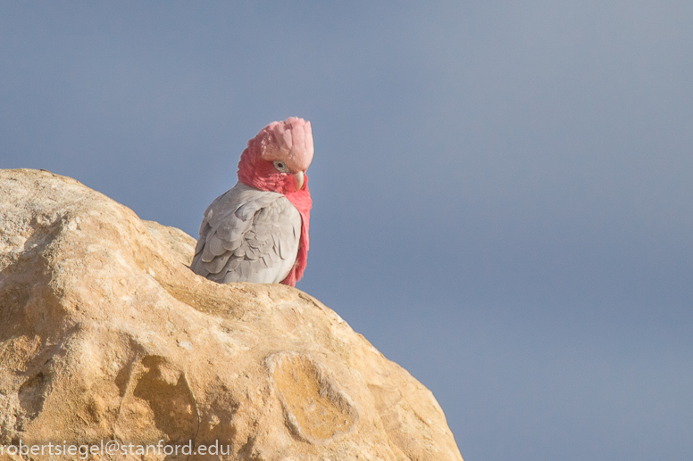 galah